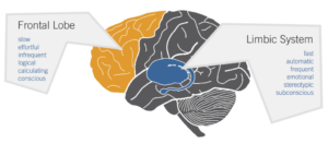 croquis d'un cerveau 