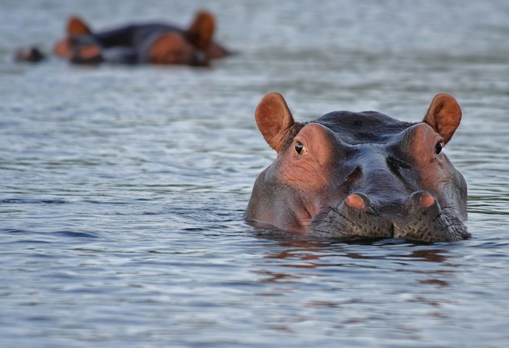 Hippopotame qui sort sa tête hors de l'eau de face